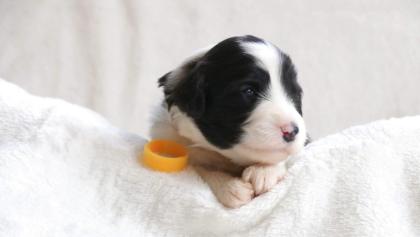 Bearded Collie Welpen