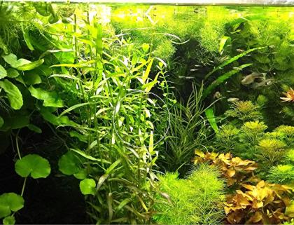 Aquarien - Bambus, RARITÄT, Aquarienpflanzen, Versand