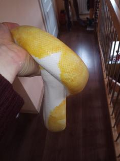 0.1 Albino Piebald DNZ 2024