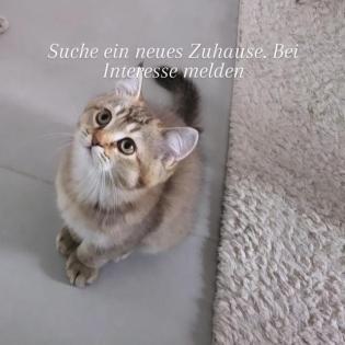 BKH Kitten