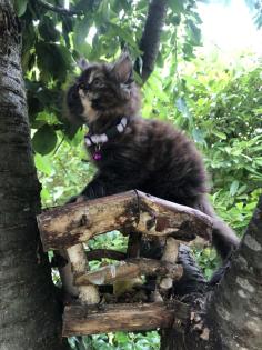 Katze Dori sucht ein liebevolles Zuhause …