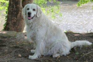WHITHE AMY - weiblich 9 Jahre 55 cm 36 kg Golden Retriever Gechipt Kastriert Mit