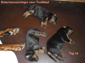 Wir haben Welpen    Dobermannzwinger vom Teufelstal