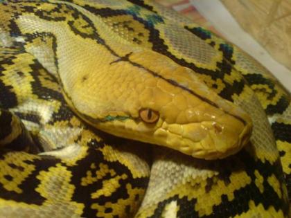 Netzpython Bali von 08 abzugeben