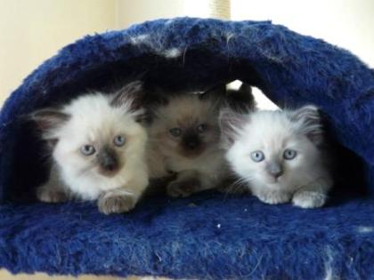 Reinrassige Ragdoll Kitten o.P. 