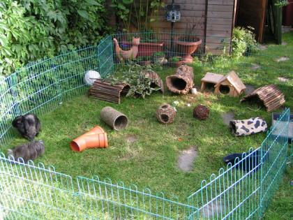 Meerschweinchen in Not 