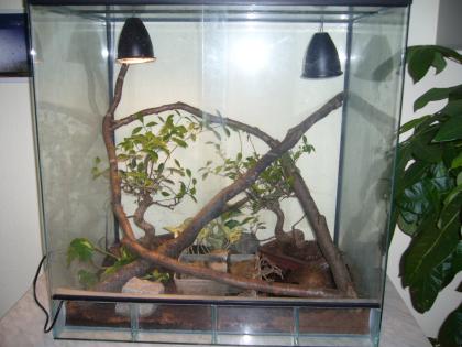 Königspyton + Terrarium 