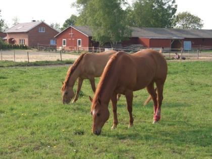 1-2 Peinsionsplätze auf gepflegter Ranch frei