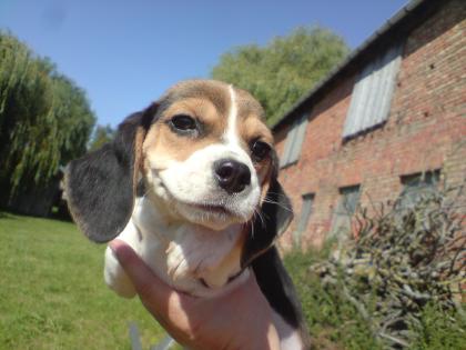 Beagle Welpen ab sofort abzugeben