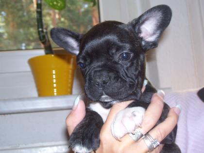 4 Reinrassige Franz. Bulldoggen, mit Nase und Figur
