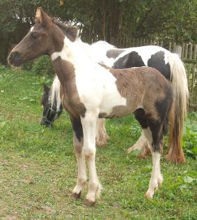 Barockpinto Hengstfohlen aus bester friesicher Linie