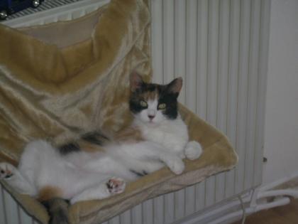2 Jährige Katze
