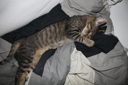 Männliche Europäischehauskatze abzugeben.