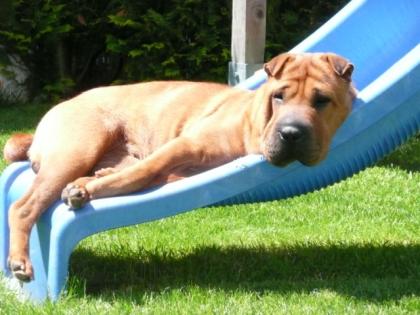 Shar Pei Forum lädt neue Mitglieder ein....