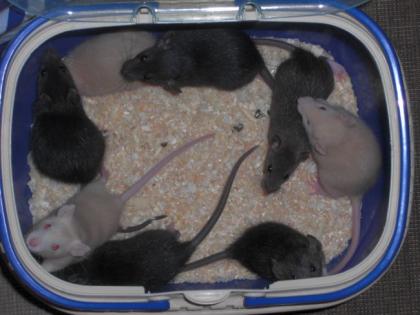 Rattenbabys, handzahm, auch Sonderfarben und Dumbo