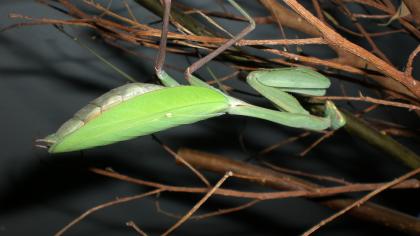Hierodula Membranacea abzugeben