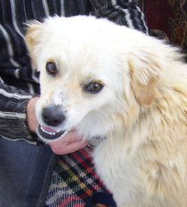 Pfötchenhilfe Rhodos sucht für kleinen Terrier-Mix Frodo ein neues Zuhause