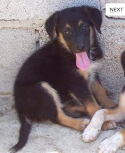 Pfötchenhilfe Rhodos sucht für Schäferhund-Mix Momo ein neues Zuhause