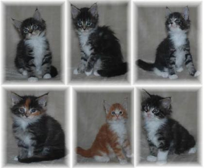 Maine Coon Kitten 