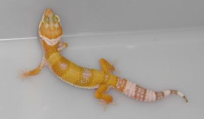 Leopardgeckonachzuchten2021