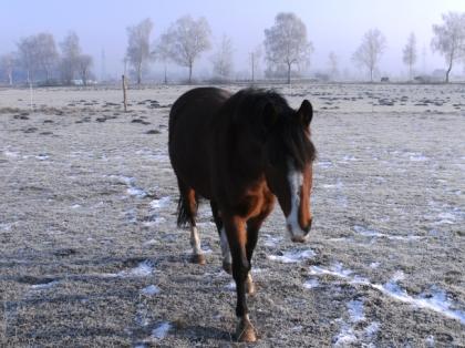 Reitbeteiligung auf lieben Kleinpferd! :) 