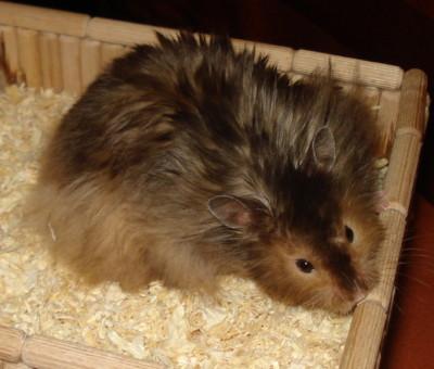  schöne&gesunde Hamsterkinder werden Anfang Oktober geboren 