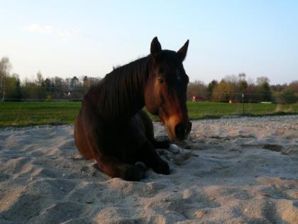 Biete Parelli Reitbeteiligung