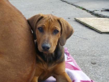 Rhodesian Ridgeback Welpen aus Familienaufzucht