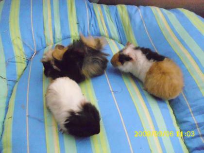 Meerschweinchenbabys mänlich