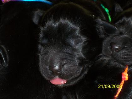 Seltener Traummix *Neufundländer /GoldenRetriever*