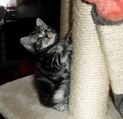 Whiskaskätzchen - Britisch Kurzhaar in black-silver-tabby-classic 