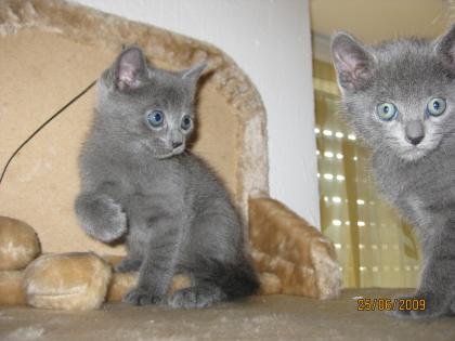 Reinrassige Russisch Blau Kitten 1 Kater & 1 Mädchen !