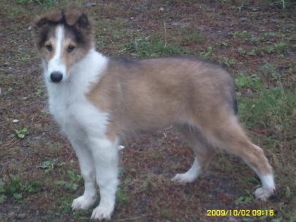 Collie rüde in rot-weiß mit Bles