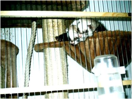 2 verspielte Iltis-Frettchen