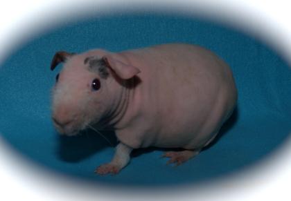Nacktmeerschweinchen