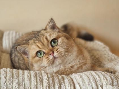 Bkh britisch kurzhaar Kater 6 Monate alt