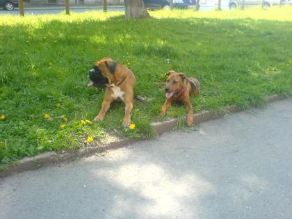 Wir erwarten in den nächsten Tagen AmStaff-Boxer welpen