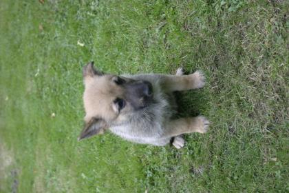  junge Schäferhundwelpen