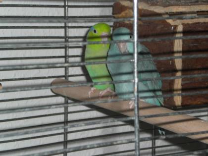 2 Sperlingspapageien abzugeben