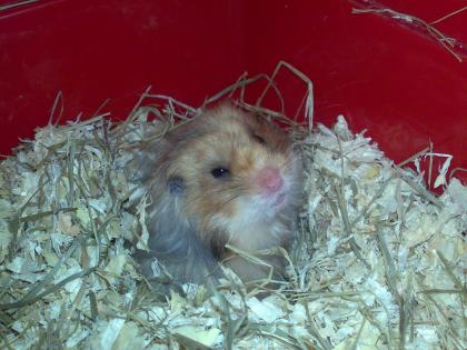 Süßes Teddy Hamster Männchen sucht neues Zuhause