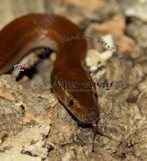  Lamprophis capensis / fuliginosus   