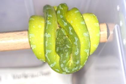 Morelia viridis   Baumpython  verschiedene Lokalvarianten
