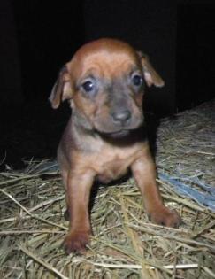 6 Süsse Zwergpinscher welpen suchen ein Zuhause !