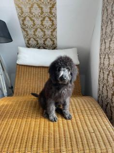 Wunderschönen Labradoodle Welpen 1000€