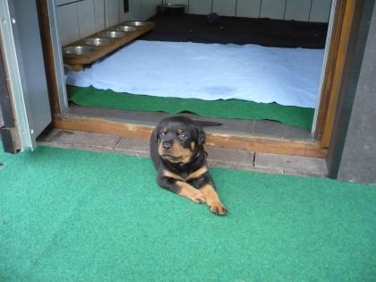 Reinrassige Rottweilerwelpen mit Papiere