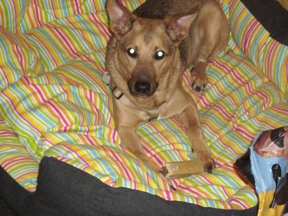 Felix, Mischlingsschäferhund sucht ein liebes zuhause