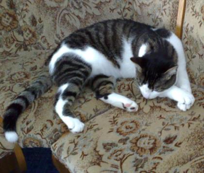 Katze vorübergehend zu vergeben! zahle je M. 50 €