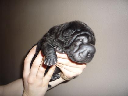 Sharpei Welpen noch verfügbar mit Stammbaum, Garantie usw.
