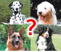 Hundeschule in Niedersachsen gesucht?