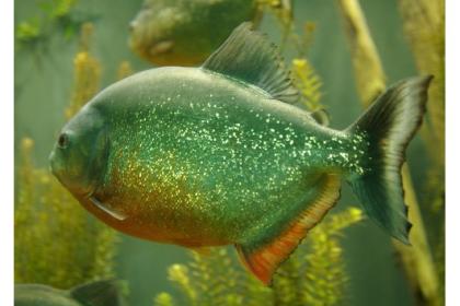5 Piranha rot XXL